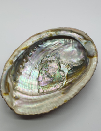 Abalone Schelp Parelmoer ca. 12 cm