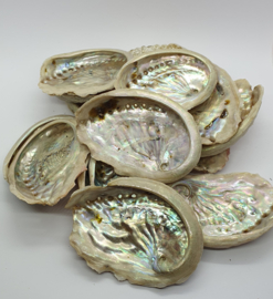 Abalone Schelp 5-7 cm