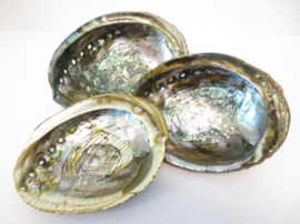 Abalone Schelp Paua - 14 cm