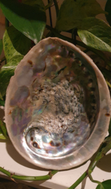 Abalone Schelp 16- 17 cm