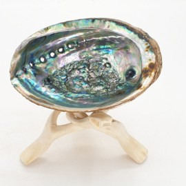 Abalone Schelp Paua - 17 cm