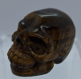 Schedel Tijgeroog