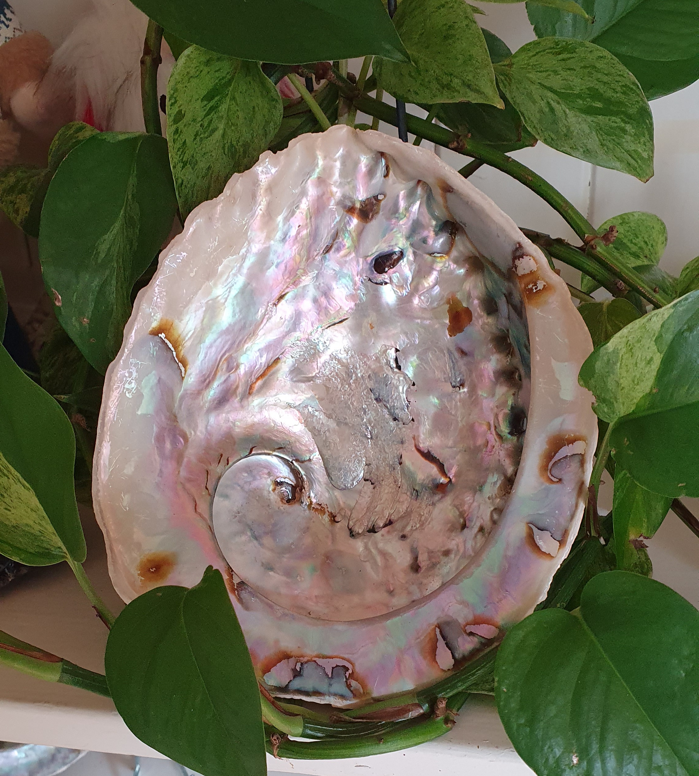 Abalone Schelp ca. 16 - 17 cm