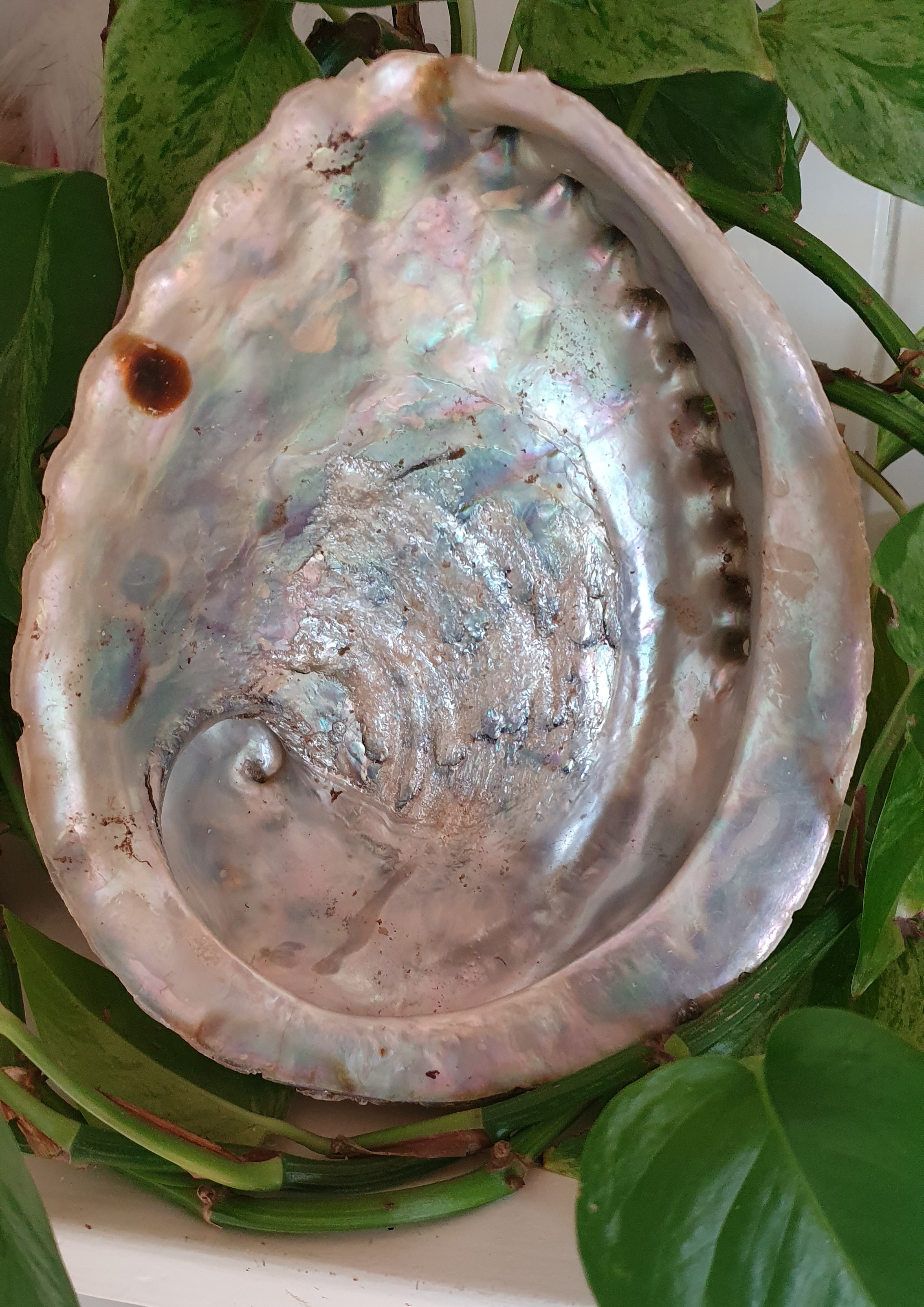 Abalone Schelp ca. 16 - 17 cm