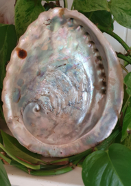 Abalone Schelp 18 cm