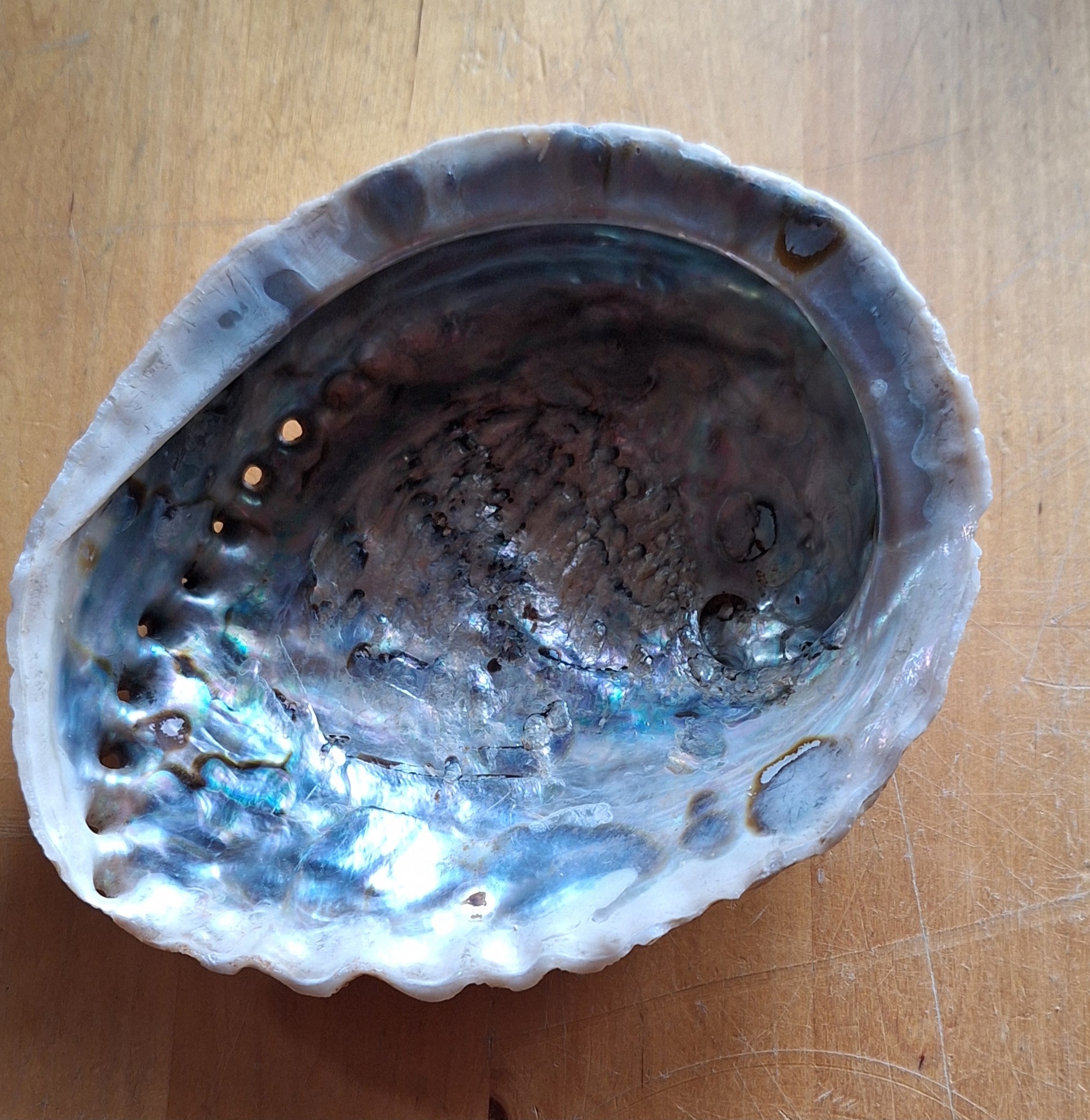 Abalone Schelp 13 - 15 cm