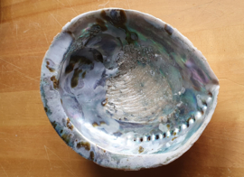 Abalone Schelp Ca. 13- 15 cm