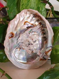 Abalone Schelp 13- 15 cm