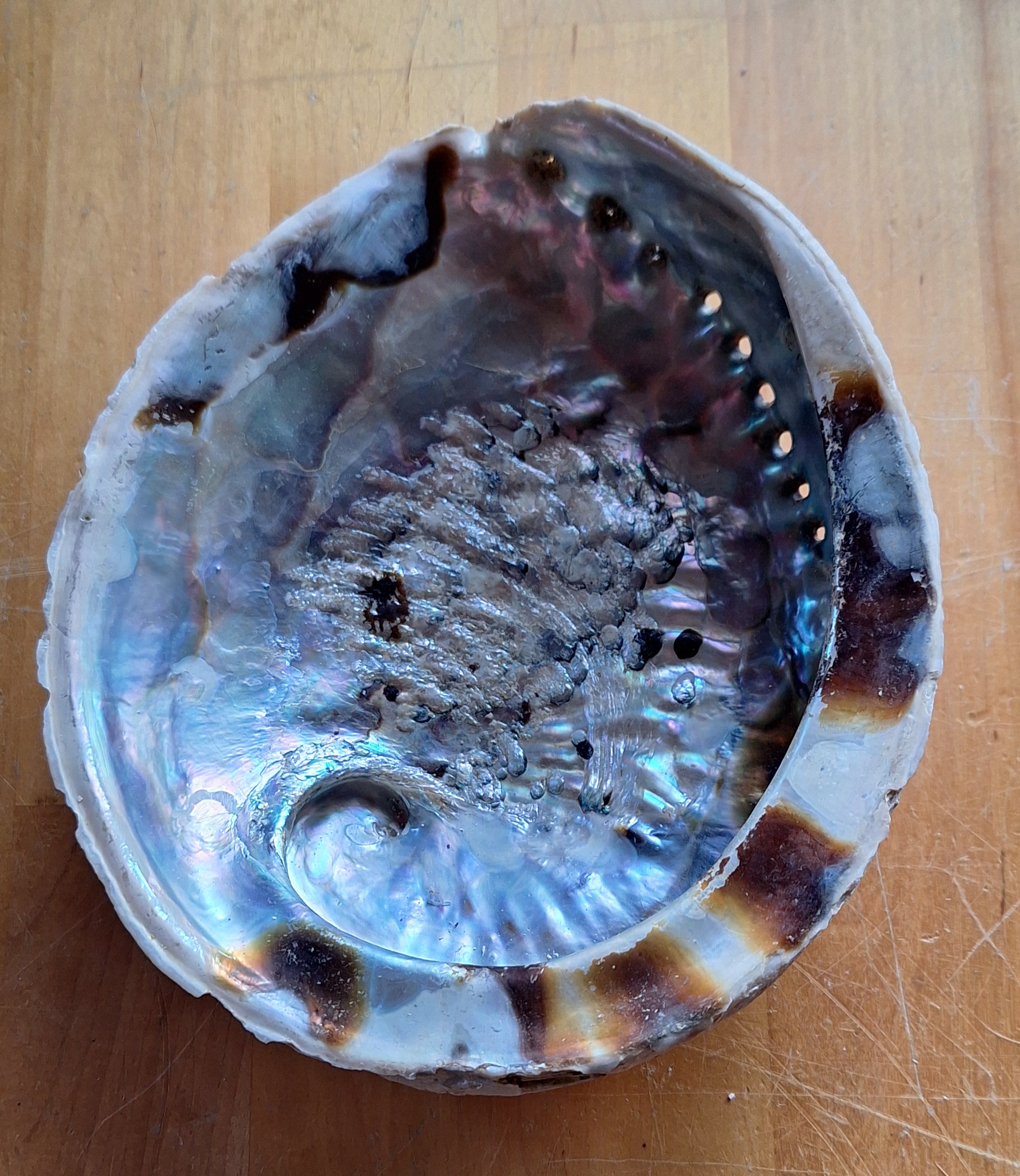 Abalone Schelp ca. 19 cm