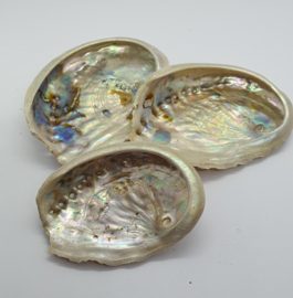 Abalone Schelp 3 stuks