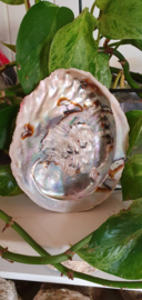 Abalone Schelp Ca. 16- 18 cm