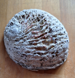 Abalone Schelp 15 - 16 cm