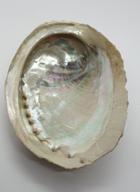 Abalone Schelp Haliotis ca. 11 cm