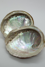 Abalone Schelp Haliotis ca. 8 -10 cm