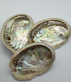 Abalone Schelp 3 stuks