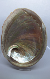 Abalone Schelp Haliotis - 17 cm