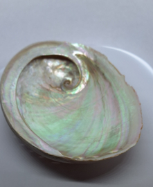 Abalone Schelp Haliotis - 16 cm.