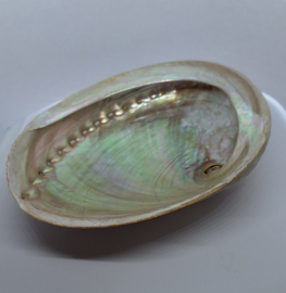 Abalone Schelp Haliotis - 17 cm