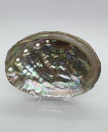 Paua Abalone Schelp S