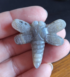 Libelle Labradoriet
