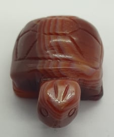 Schildpad Carneool
