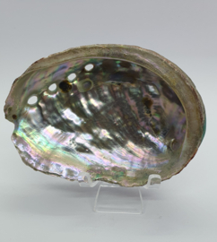 Paua Abalone Schelp S