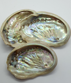 Abalone Schelp 5-7 cm