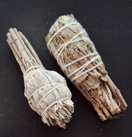 Witte Salie Tulp Stick