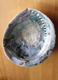 Abalone Schelp Ca. 16- 18 cm