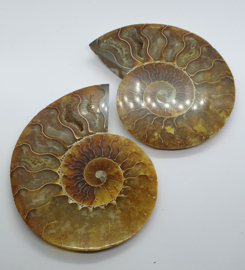 Ammonieten Set - nr 2