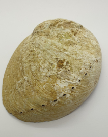 Abalone Schelp Haliotis ca. 8 -10 cm