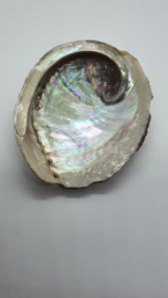 Abalone Schelp Haliotis ca. 8 -10 cm