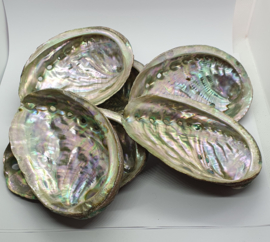 Paua Abalone Schelp S