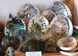 Abalone Schelp 16- 17 cm