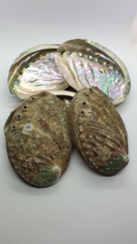 Paua Abalone Schelp S