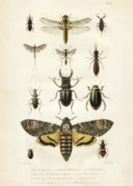 Poster 'insecten' 50 x 70 cm