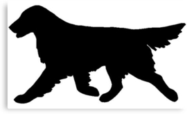 Flat Coated Retriever 2
