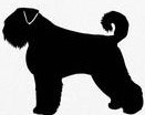 Bouvier des Flandres met staart