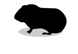 Cavia