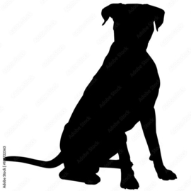 Boxer zitten