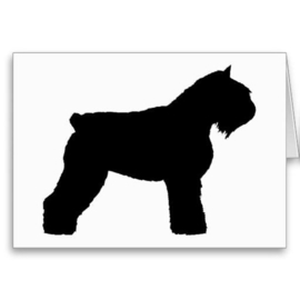 Bouvier des Flandres