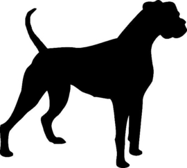 Boxer staande