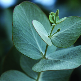 Essentiële olie 'Eucalyptus'