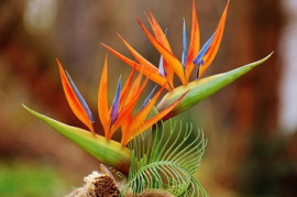 Birds of Paradise