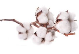 Clean Cotton Y.Type
