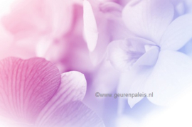 Lilacs and Violets Type