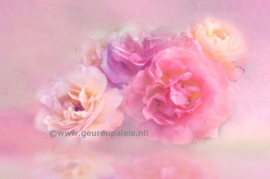 Velvetty Roses and Oud JM.Type