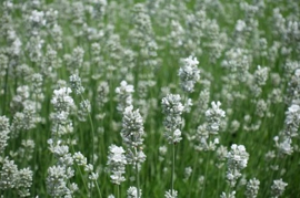 Fine White Lavender Flowers