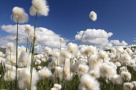 Cotton Flowers