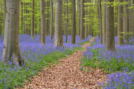 Hyacintjes in het Bos